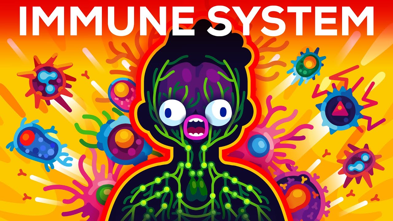 How The Immune System ACTUALLY Works