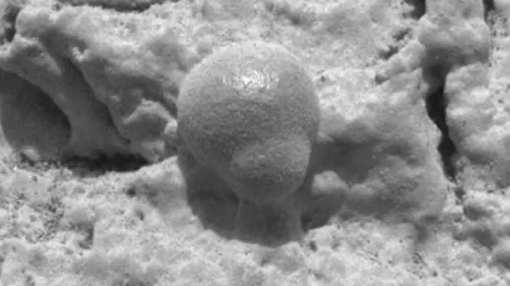 Final Proof of Life on Mars! Magic of Science