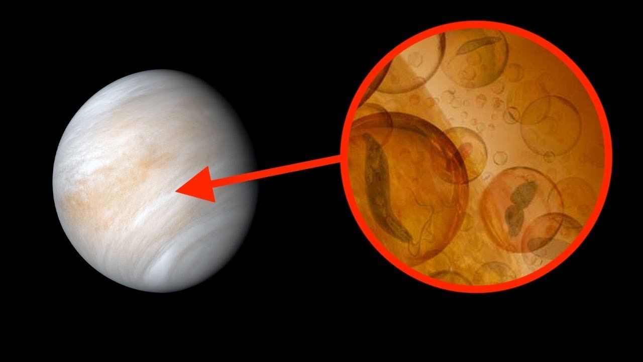 Astronomers Discover Life on Venus!