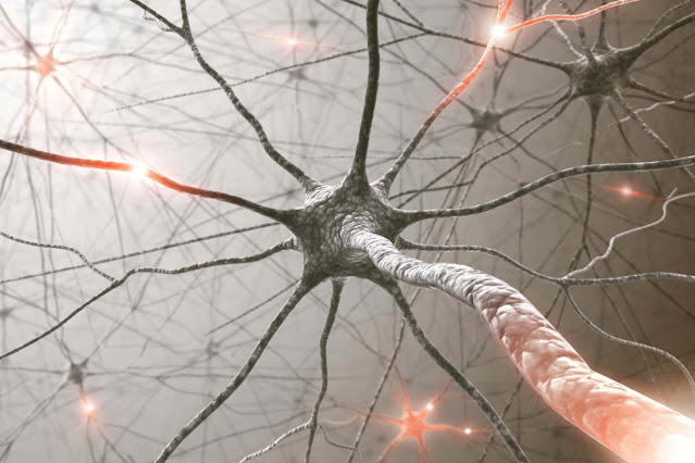 Artificial nerve cells have been made in the lab