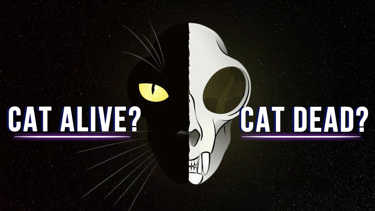 What Is Schrodinger’s Cat Explained