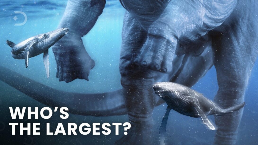 Largest Creatures To Ever Exist On Earth. Size Comparison - Magic of ...