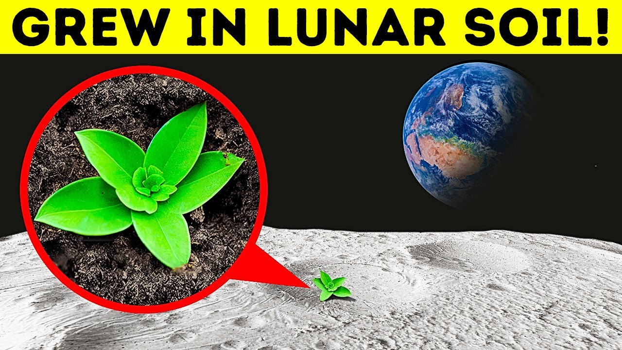 Scientists Have Successfully Grown Plants in Moon Soil