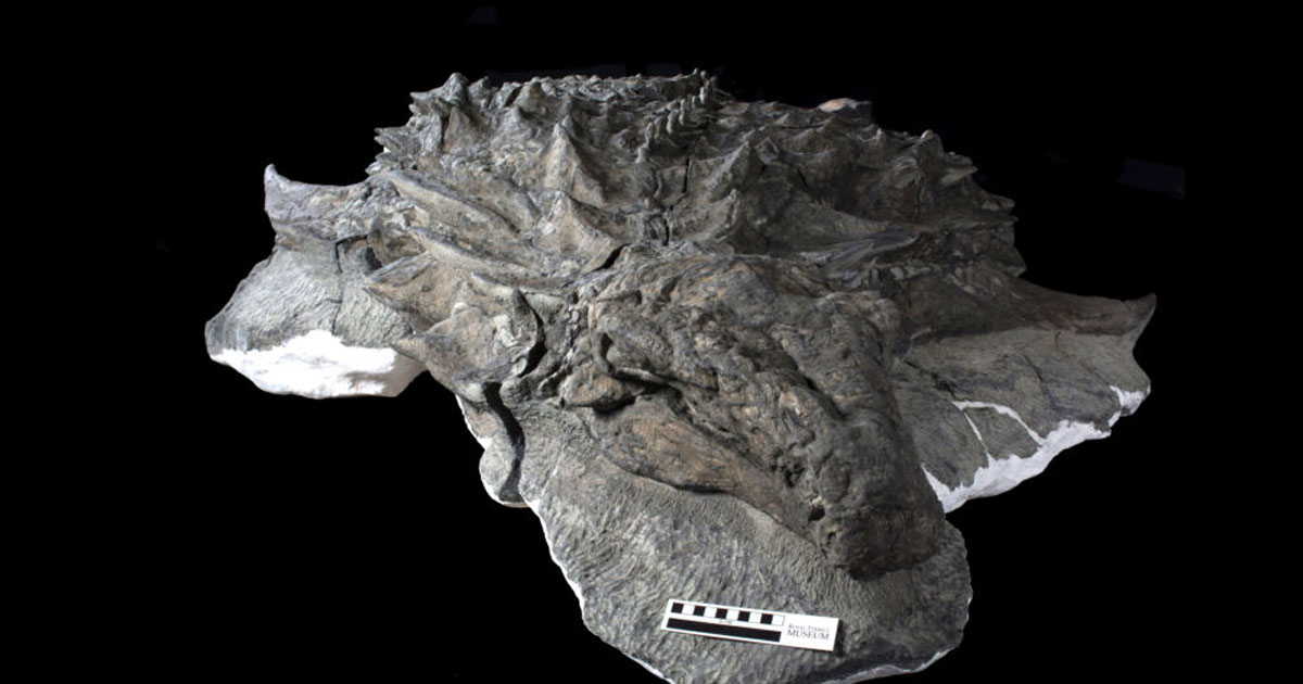 A DINOSAUR’S FACE, COMPLETE WITH ITS SKIN, WAS FOUND BY SCIENTISTS.