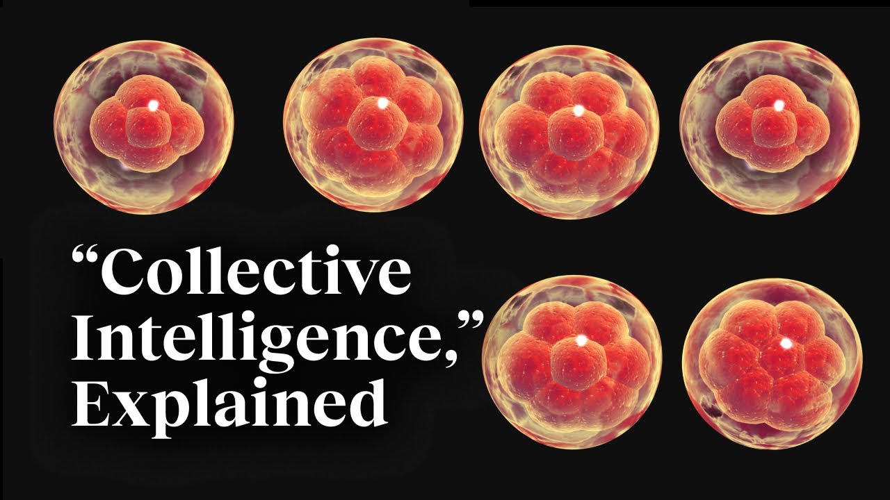 The beauty of collective intelligence, explained by a developmental biologist