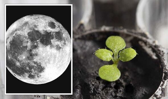 Scientists successfully discovery Bacteria-Assisted that Growth Plants in Lunar Regolith