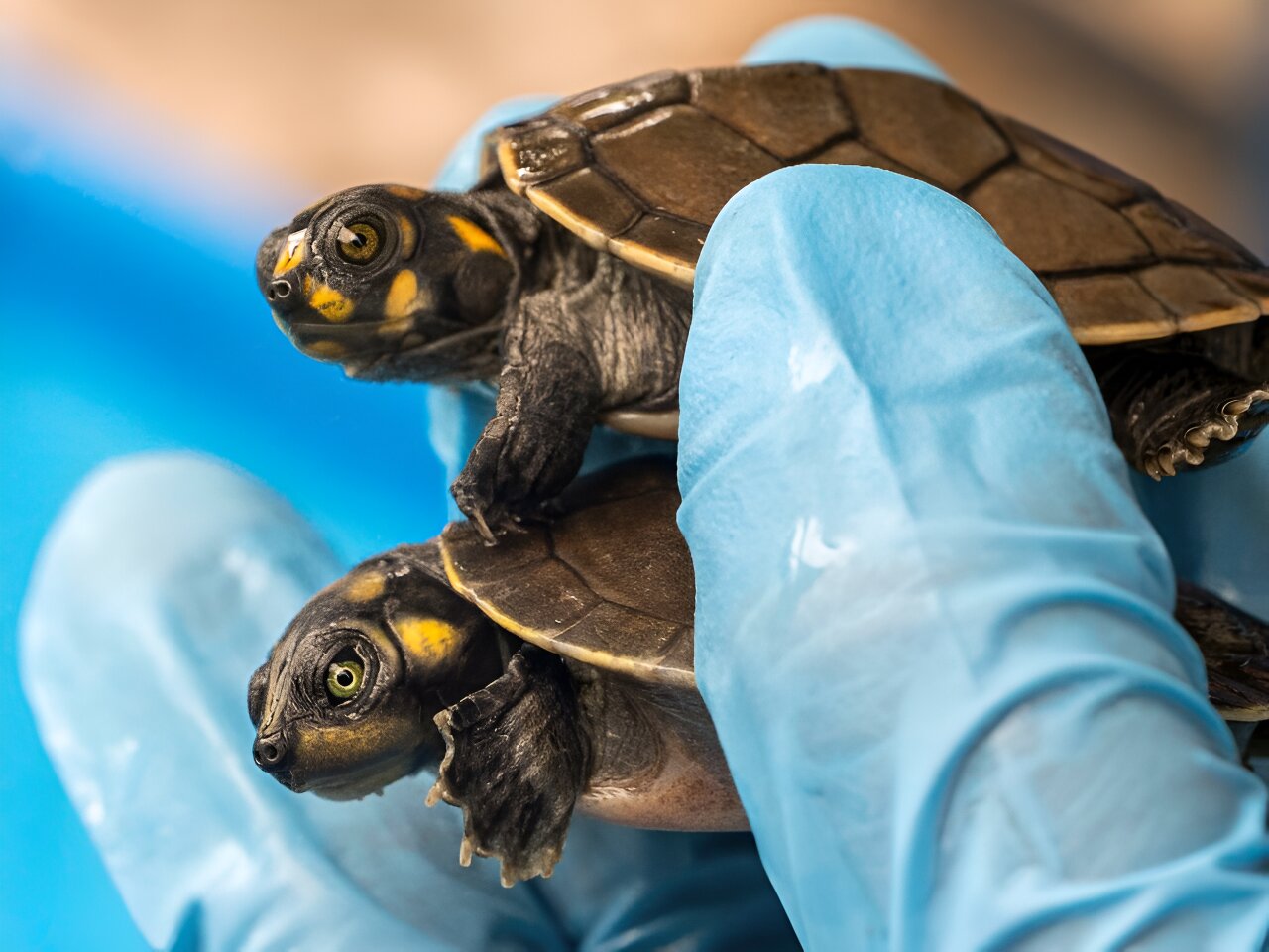 Peru Confiscates 4,000 Live Amazon Turtles at Airport