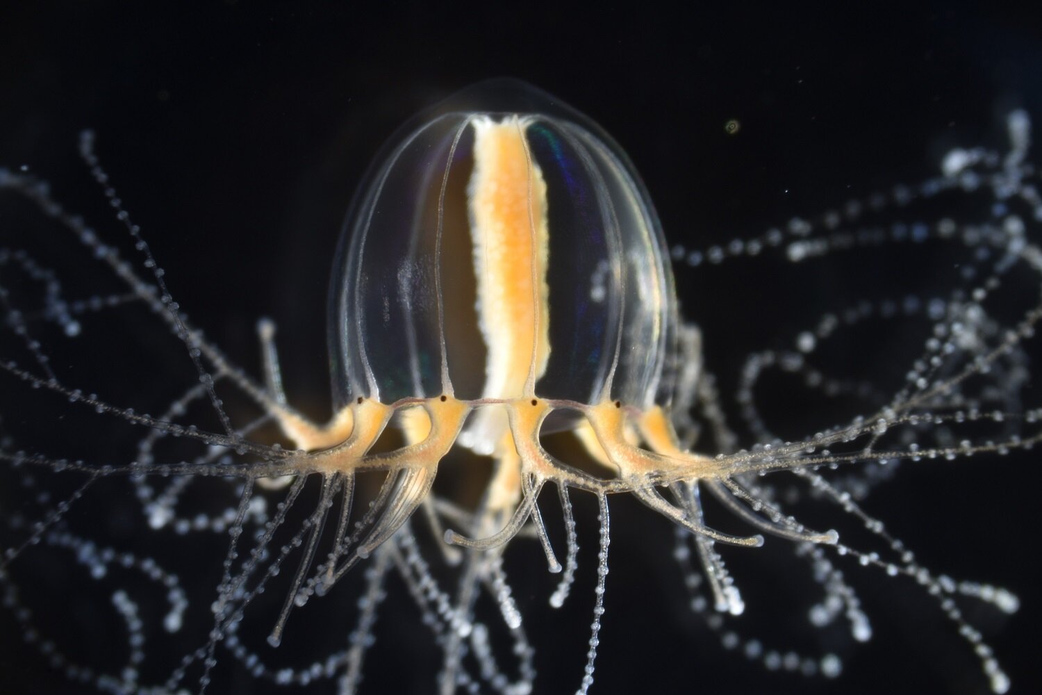 Regeneration of Functional Tentacles in Jellyfish Within a Matter of Days