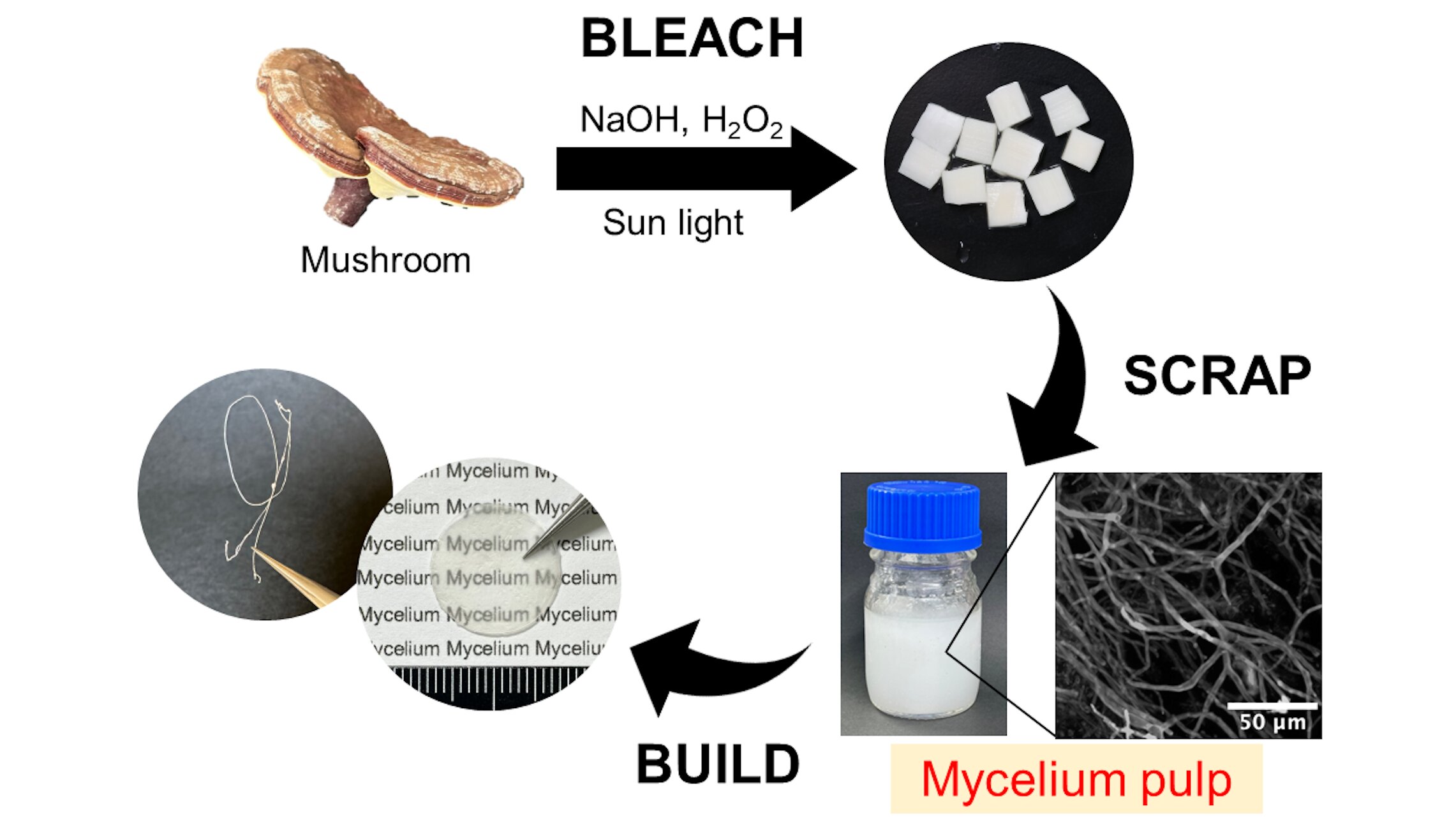 An innovative approach to harvest mycelial fibers for the production of materials derived from mushrooms.