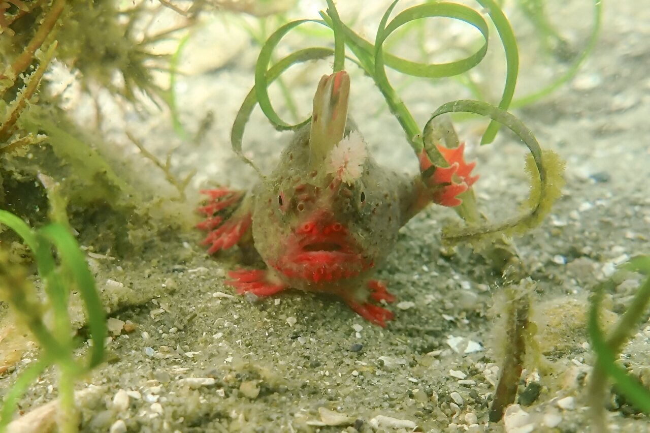 Australian Scientists Rescue Rare Handfish from the Ocean Amid Climate Threats