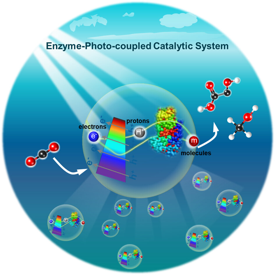 Transfer of Molecules, Electrons, and Protons in an Enzyme-Photo-Coupled Catalytic System.